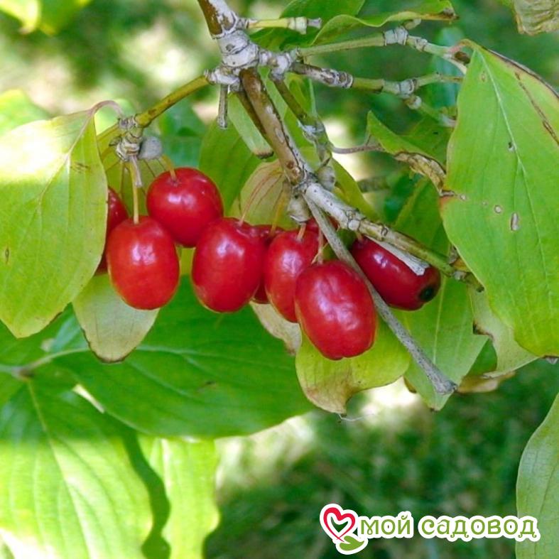 Кизил "Евгения"