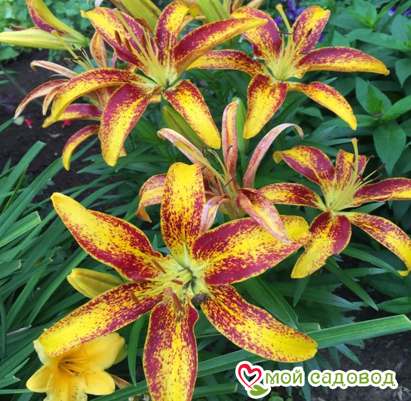 Лилия Эрор Грейс