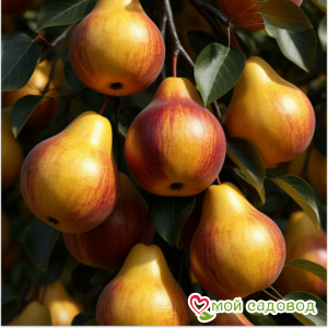 Груша Крупная Сладкая